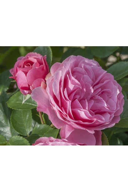 Троянда флорібунда Леонардо да Вінчі відгуки